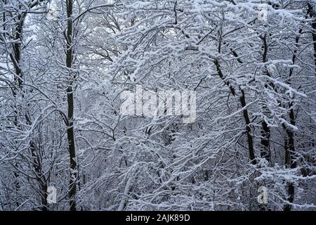 Paesaggio panoramico di neve appena caduta su alberi in un bosco vicino alle Cascate del Niagara, Ontario, Canada. Foto Stock