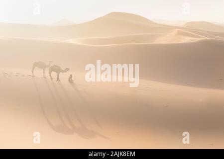 Bedouin e cammelli sul modo attraverso il deserto sabbioso. Il Nomad conduce una carovana di cammello nel deserto del Sahara durante una tempesta di sabbia, Marocco, Africa silhouette uomo Foto Stock