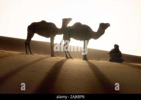 Bedouin e cammelli sul modo attraverso il deserto sabbioso. Il Nomad conduce una carovana di cammello nel deserto del Sahara durante una tempesta di sabbia, Marocco, Africa silhouette uomo Foto Stock