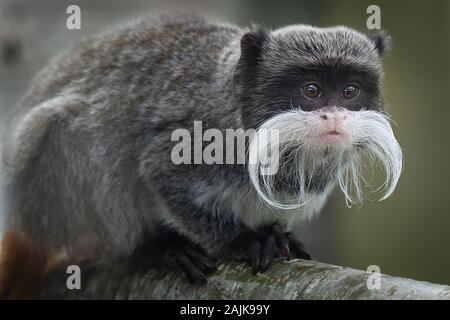 Un close up ritratto di un imperatore tamarin, mostrando la sua lunga di baffi e fissando alertly a destra Foto Stock