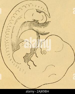 Un manuale pratico di ostetricia . Ovulo umano, con contenuti embrione, circa la fine della terza settimana.(Da Kolliker, dopo Allen Thompson.) La successiva, fig. 34, pagina 86, rappresenta un feto vicino al finedi quinta settimana, ingrandite cinque diametri. 86 fecondazione e nutrizione dell'ovulo. La più esatta delle apparenze del feto a differenti periodsof gestazione sono fornite nel capitolo XXXIX., sulla giurisprudenza di ostetricia. Fig. 34.. Feto umano di cinque settimane di età. (Dal suo ) X 5. La placenta.-La placenta a termine è una morbida, spongymass irregolarmente a forma di piattino, sette o otto pollici indiameter, th Foto Stock