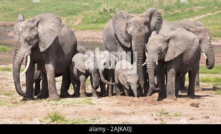 Gruppo di famiglia di elefanti scavando nel Tarangire il letto del fiume per l'acqua da bere Foto Stock