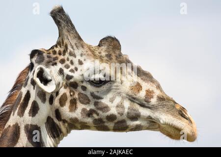 Vista ravvicinata della testa di una giraffa maschio nel profilo Foto Stock