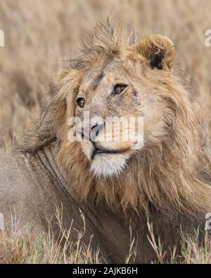 Ritratto di un maschio di leone guardando sopra la sua spalla con una cicatrice sulla sua faccia Foto Stock