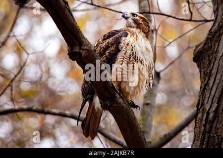 Adulto Red Tailed Hawk appollaiato in alto dopo aver mangiato Lo Scoiattolo in un parco locale Foto Stock