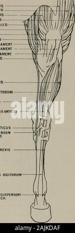 La modellazione; una guida per gli insegnanti e per gli studenti . La modellazione RECTUS FEMORISVASTUS EXTERNUSVASTUS INTERN USVASTUS LONGUSSEMI-MEM CRUSCA OS USGRACILISSARTORIUSBICEPS CRURISINTERNAL LIGAMENTEXTERNAL ROTULEO LIGAMENTMEDIAN ROTULEO LIGAMENTSEMi rotuleo-TENDINOSUS PERONEUS BREVIS ESTENSORE LONGUS 0I6Si0RUM Tibiale sinistro ANTICUS TEKDINOUS porzione tibiale di ANTICUS TENDOH tibiale di ANTICUS RAMO CUNEIFORMI TENDONOF ANTICUS tibiale tendine del PERONEUS tendine brevis di estensori DIGITORUM LONGUS bande di rinforzo da SUSPENSORYLIGAMENT DI FETLOCK. Fig. 50.-Hind-Leg. Aspetto anteriore. Miologia. Allegati Foto Stock