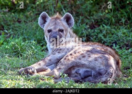 Spotted Hyena (Crocuta crocuta), riposa all'ombra, ma guardando, il Masai Mara, Kenya. Foto Stock