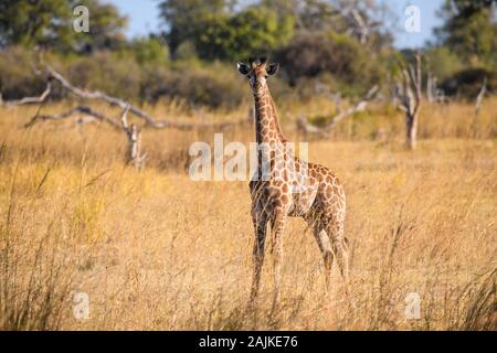 Giovane Giraffa Meridionale, Giraffa Giraffa, Bushman Plains, Delta Di Okavanago, Botswana Foto Stock