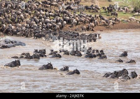 La migrazione di GNU blu e la burchell zebra attraversando il fiume Mara nel nord del Serengeti Foto Stock