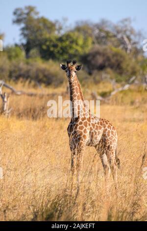 Giovane Giraffa Meridionale, Giraffa Giraffa, Bushman Plains, Delta Di Okavanago, Botswana Foto Stock