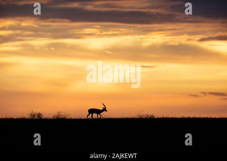 Un maschio di Thomson gazzella a piedi lungo l'orizzonte e stagliano contro un bellissimo tramonto Cielo Foto Stock