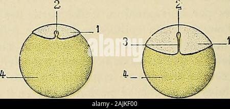 Traité d'anatomie humaine : anatomie descrittivo, histologie, développement . Foto Stock