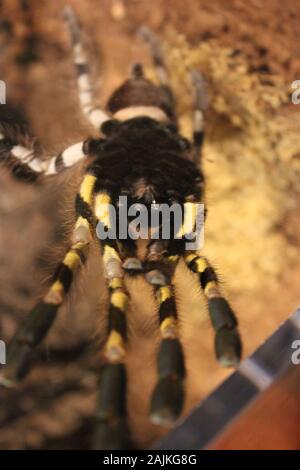 Tarantola ornamentale indiana al Milwaukee Public Museum Foto Stock