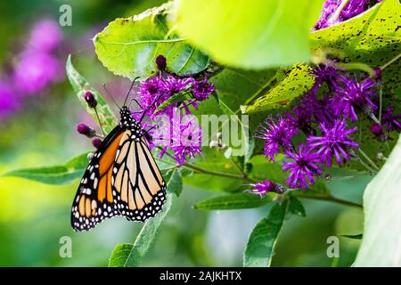 Farfalla monarca appollaiato su Viola fiori selvatici in locale Area di Conservazione Foto Stock