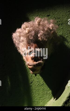Real distinti umano Ecuadoriana una testa rimpicciolita in mostra presso il Milwaukee Public Museum Foto Stock