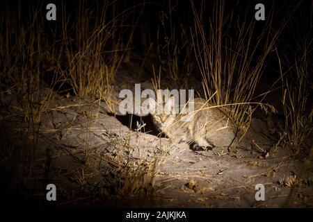 Gatto selvatico africano, o gatto selvatico africano, lybica di Felis silvestris, pianure di Bushman, Delta di Okavanago, Botswana Foto Stock