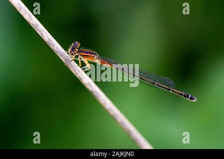 Arancione e Nero Forktail orientale Damselfly su un sottile peduncolo dei fiori Foto Stock
