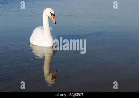 Swan durante la stagione invernale sul Mar Baltico Foto Stock