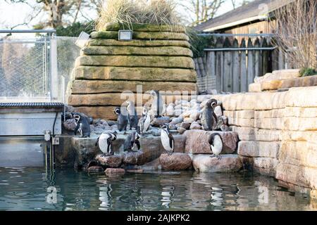 I pinguini in zoo di Copenaghen Foto Stock