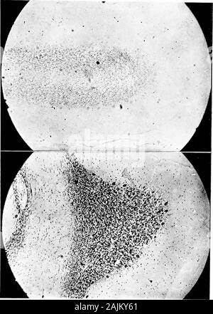 L'origine e la natura delle emozioni; varie carte . BRAIN-CELLULE E LE FUNZIONI CEREBRALI 123. o *-o M co m r JS fe ^ O - ^2 M ^ P3 - o un mw ? O m 124 le emozioni ?mf- ho Foto Stock