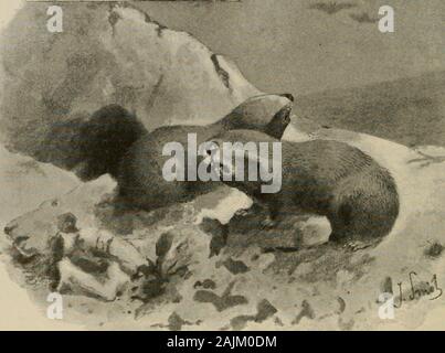 L'arte la Bibbia, comprendente il vecchio e il Nuovo Testamento : con numerose illustrazioni . 4.ir^:&GT; i moli e i pipistrelli. Foto Stock