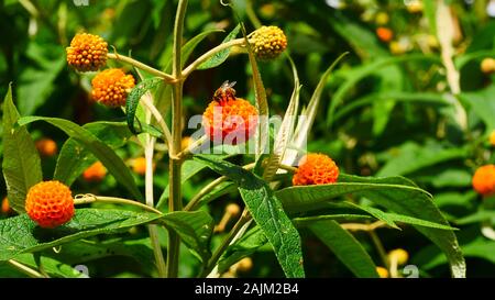 Buddleja globosa, sfera arancione Tree Foto Stock