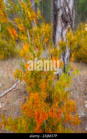 SCATOLA COMUNE o SCATOLA EUROPEA (Buxus sempervirens), El Hosquillo, montagne Cuenca, Cuenca, Castilla la Mancha, Spagna, Europa Foto Stock