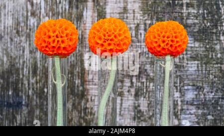 Buddleja globosa, cileno sfera arancione tree fiori in tubi di prova con il vecchio sfondo di legno compensato Foto Stock