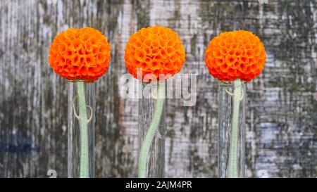 Buddleja globosa, cileno sfera arancione tree fiori in tubi di prova con il vecchio sfondo di legno compensato Foto Stock