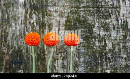 Buddleja globosa, cileno sfera arancione tree fiori in tubi di prova con il vecchio sfondo di legno compensato Foto Stock