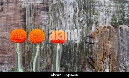 Buddleja globosa, cileno sfera arancione tree fiori in tubi di prova con il vecchio sfondo di legno compensato Foto Stock