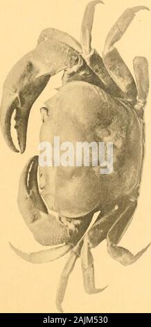 Catalogo della Indian decapod Crustacea nella collezione del Museo Indiano .. . Per Foto Stock