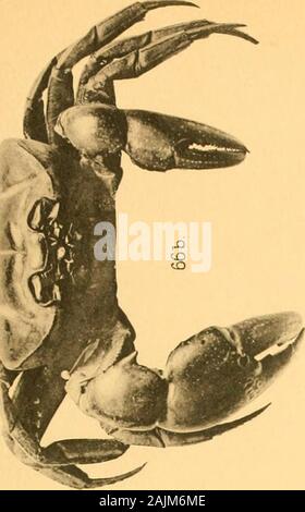 Catalogo della Indian decapod Crustacea nella collezione del Museo Indiano .. . Foto Stock