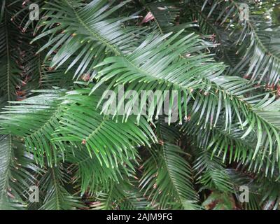 Close-up di frondosi le fronde di una delle più antiche del mondo e rarissimi alberi di pino, l'australiano Wollemia nobilis o Wollemi Pine. Foto Stock