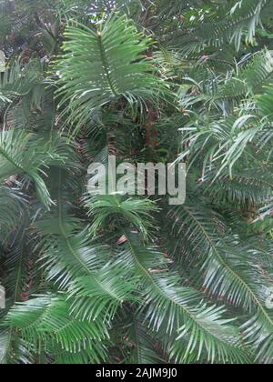 Close-up di frondosi le fronde di una delle più antiche del mondo e rarissimi alberi di pino, l'australiano Wollemia nobilis o Wollemi Pine. Foto Stock