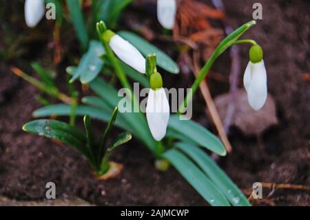 Snowdrop fiore con fiori e boccioli con delicati petali di colore bianco in una radura in un giorno di primavera Foto Stock