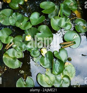 Immagine ravvicinata di ninfee nel laghetto. Foto Stock