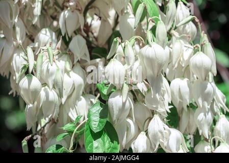 Palm lily Yucca gloriosa. Pugnale spagnolo. Blooming succulente sempreverde con fiori di colore bianco, crescendo in giardino Foto Stock