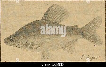 Blätter für Aquarien- und Terrarien-Kunde . 2; bie ©eiten=lenger beftimmt, ber fie aud) im "Ann.Mus. Congo Zool. I. P. 81, pl. 35, fig.2; 1899), - in "Poissons du Bassin duCongo (p. 189; 1901) unb in "catalo-gue di pesci di acqua dolce oi Africa *(vol. L, p. 262; 1909) betrieben f)a. g®ie nadjfolgenben Qtngaben finb jenen ?QSefctjreibungen entnommen. $örperf)öf)e 24/5 mal, Kopflänge 3 72mal in ber ^örpertänge, Qlugenburdjmef*fer 3 mal, Qtugengtoifctjenraum 27a malin ber Kopflänge enthalten. QStücfenftoffe20 (baoon unöeräftelte 4), QUfterflojfe 16 (babon 3 unüeraftelte) ©trafen. ©cbt"aug= ün Foto Stock