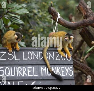 I custodi del giardino zoologico a ZSL Londra scavati vi cartelline , calcolatrici e telecamere e ha cominciato a contare gli animali presso lo Zoo di constatazione annua Giovedì 2 Gennaio 2020 . Il contato ogni mammifero , uccello , rettile , pesci e invertebrati . Per alcuni i custodi del giardino zoologico il compito è relativamente facile , ma fantasiose tattiche sono utilizzate da altri per garantire che ogni residente presso lo zoo è contabilizzata , il team B.U.G.S cheat e conteggio di colonie di formiche come uno , invece di tracciamento di centinaia di formiche individuali . Foto Stock