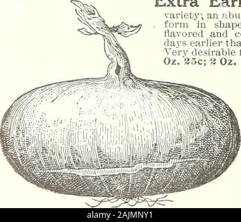 Seme 1908 annuale . Il weeder deve Avork sulle sue ginocchia a cavallo della riga. Si mescolala terra intorno alle piante, allo scopo di distruggere qualsiasi weedsthat hanno appena iniziato. A questo ripulendo dalle erbacce o il successivo, accord-ing per le dimensioni delle piante, la roAvs dovrebbe essere assottigliato,lasciando da otto a tAvelve piante per il piede. In dieci daysor due settimane essi Avill richiedono un altro zappando e Aveedingsimilar all'ultimo e due settimane più tardi dare loro stillanother zappando e se necessario un altro Aveeding. Se theAvork è stata accuratamente eseguita al momento giusto, la cropAvill non richiedono ulteriore attenzione fino a quando non è pronto a raccogliere. Foto Stock