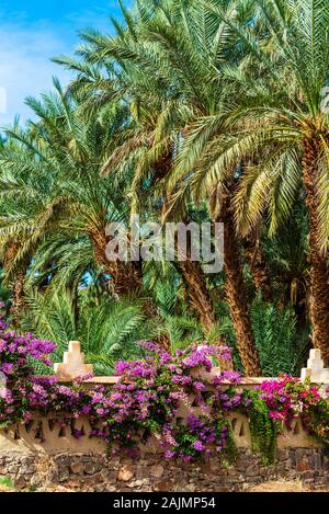 Palme e fiori in Valle di Draa oasi, Marocco. In verticale Foto Stock
