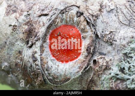 Un rosso brillante uovo sac di un ragno Guardstone (Phrurotimpus sp.) sulla corteccia di un albero. Foto Stock