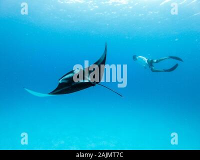 Vista subacquea del gigante hovering oceanic manta ray, Manta Birostris , e uomo free diving in blu oceano. La visione di mondo sottomarino durante l avventura Foto Stock