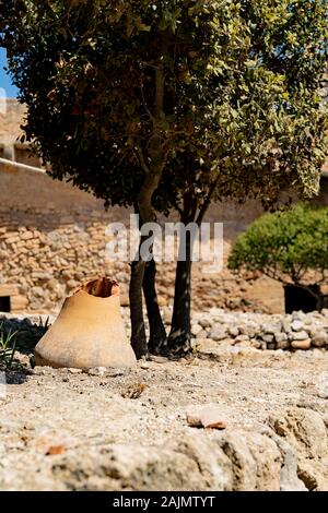 Vaso rotto nella parte anteriore del albero di olivo Foto Stock