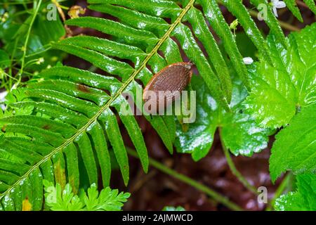 Un marrone Slug su una foglia di felce Close Up Foto Stock