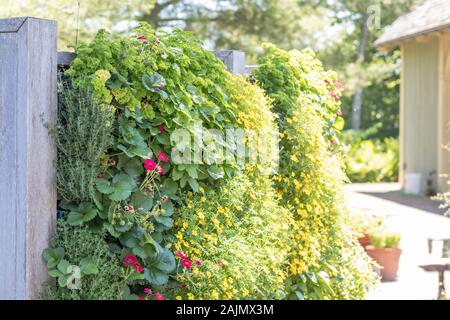 Giardino verticale contenente un verde vibrante annuari e piante fiorite. Alternativa il concetto di giardinaggio. Foto Stock