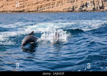 Delfini giocosi a Musandam, Oman Foto Stock