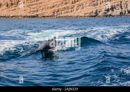 Delfini giocosi a Musandam, Oman Foto Stock
