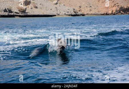 Delfini giocosi a Musandam, Oman Foto Stock